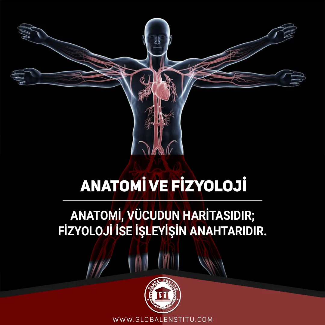 Anatomi ve Fizyoloji